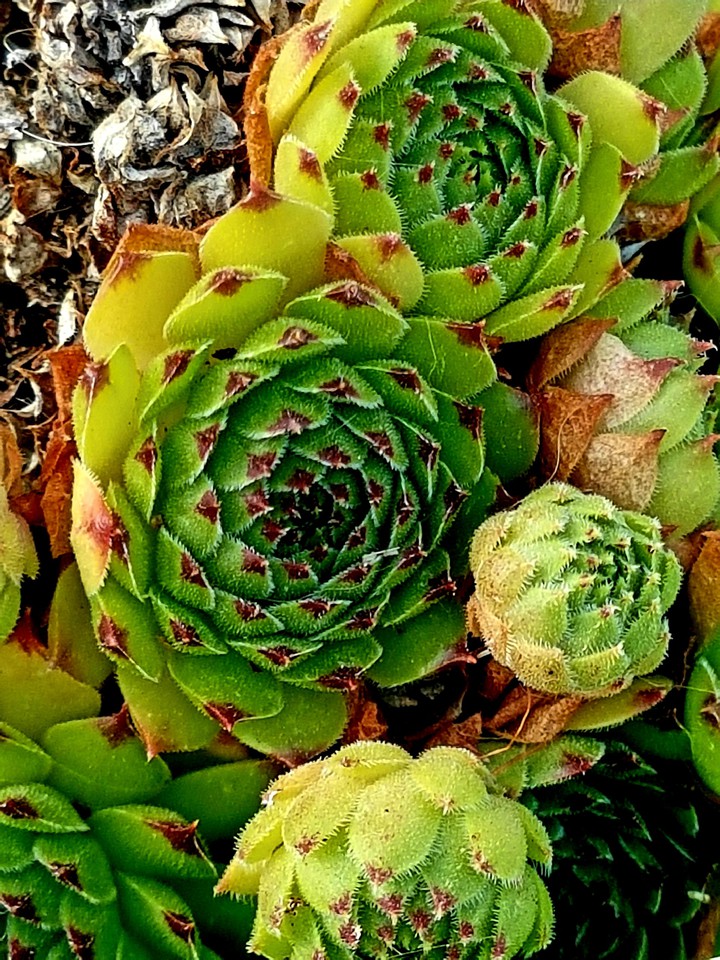 pianta
