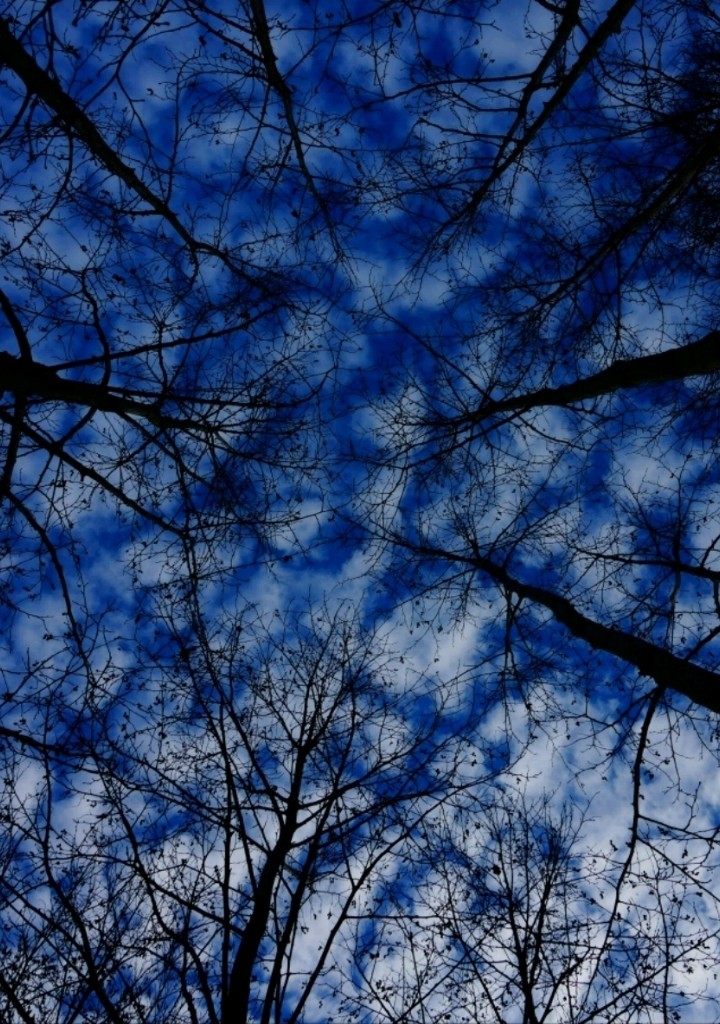 night trees