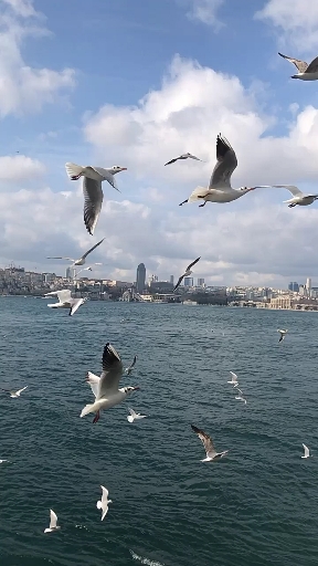 martılar ve İstanbul