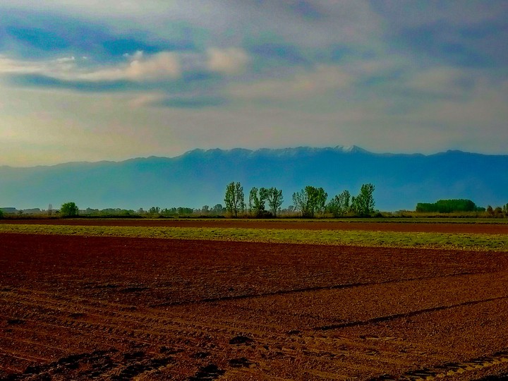 Field