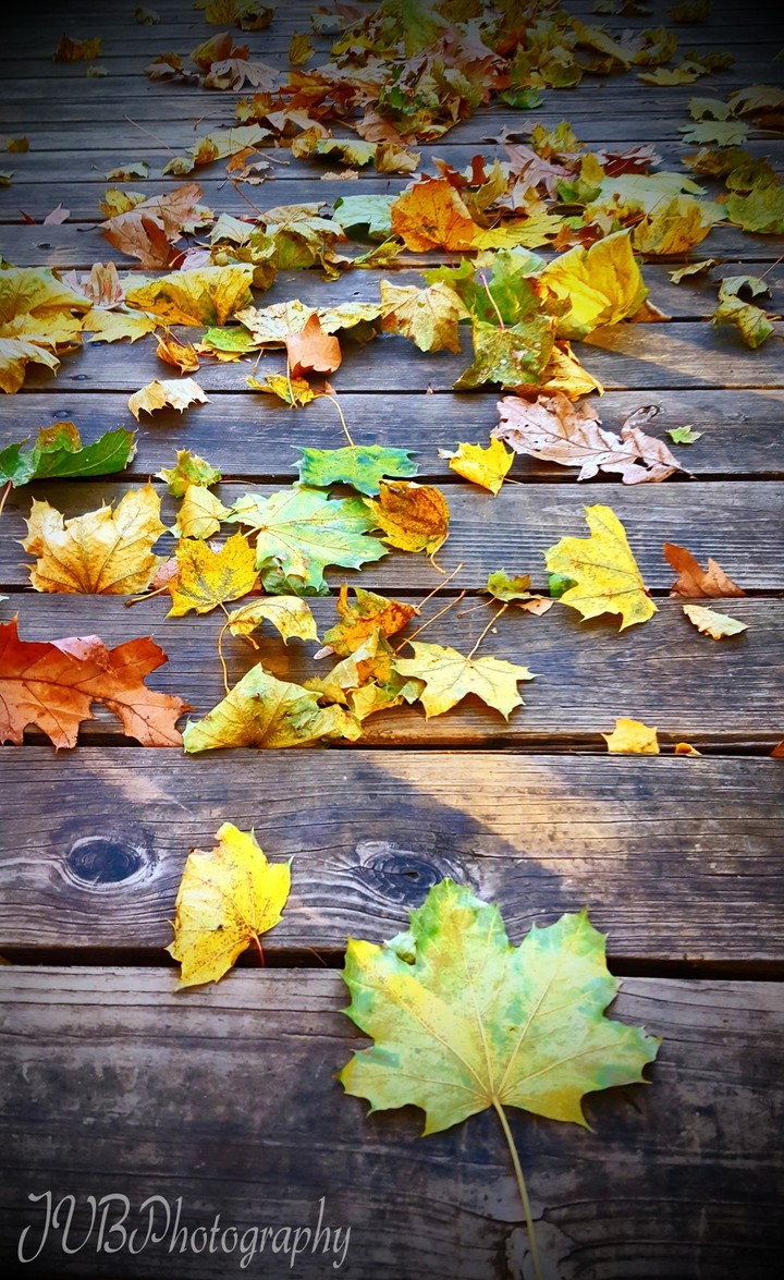 Autumn Leaves Us