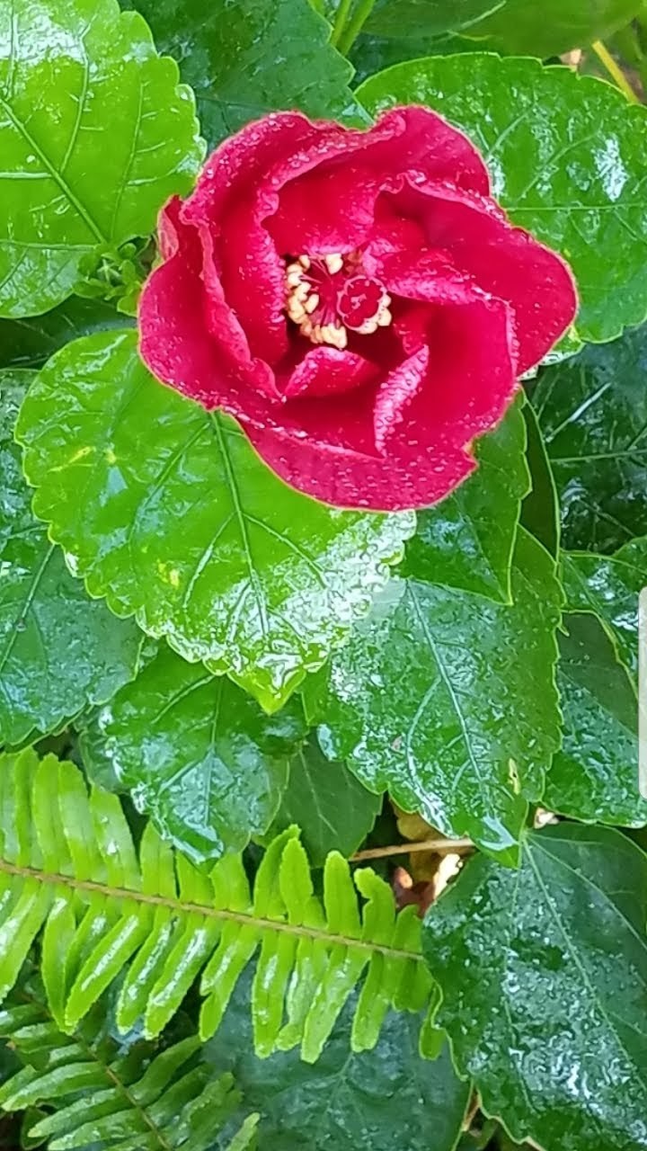 hibiscus_wetflower