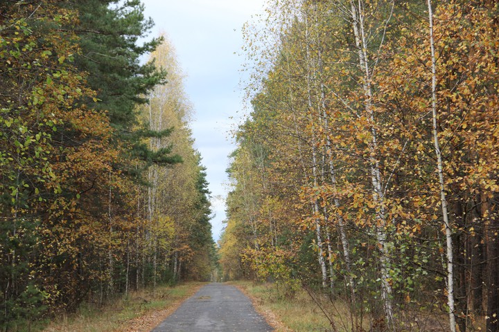 Осенняя дорога