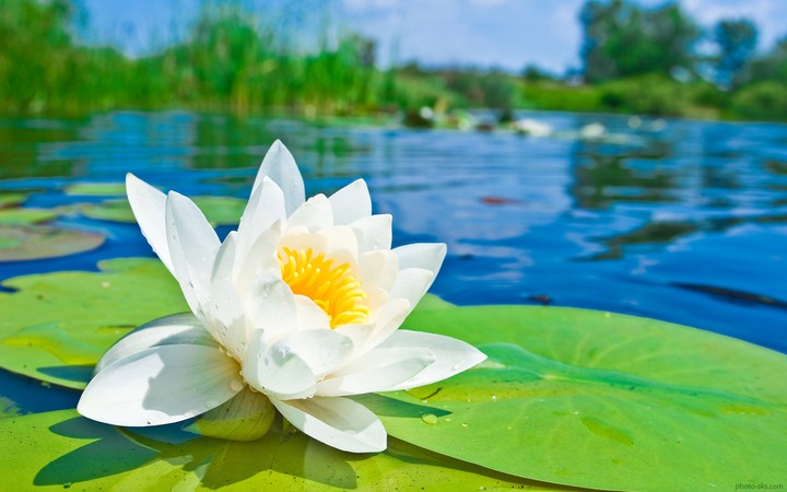 flower