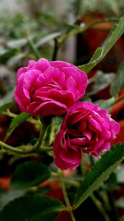 rose