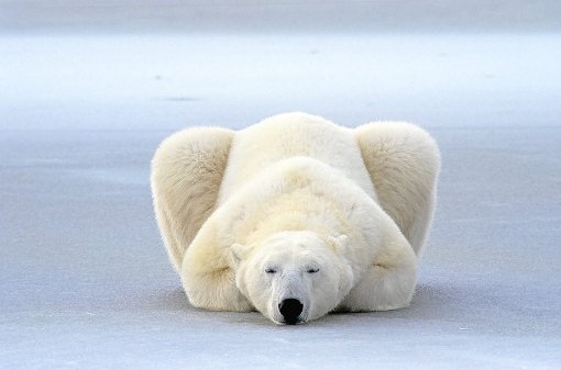 Icebear