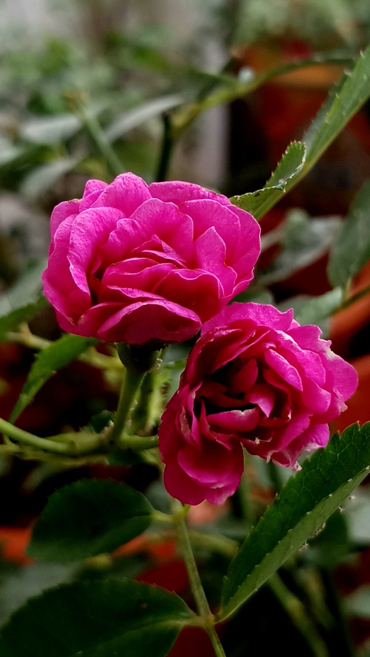 rose