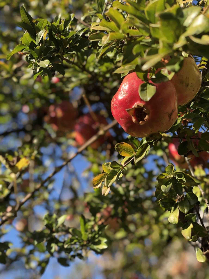 pomegranate