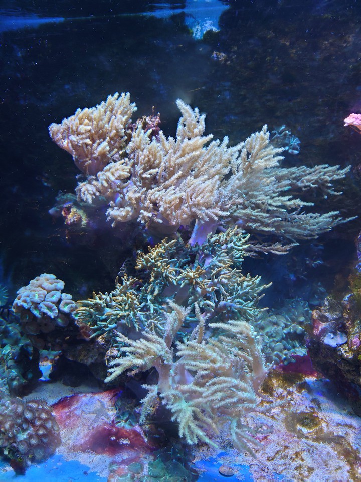 Acuario de Benalmádena Beach, Málaga