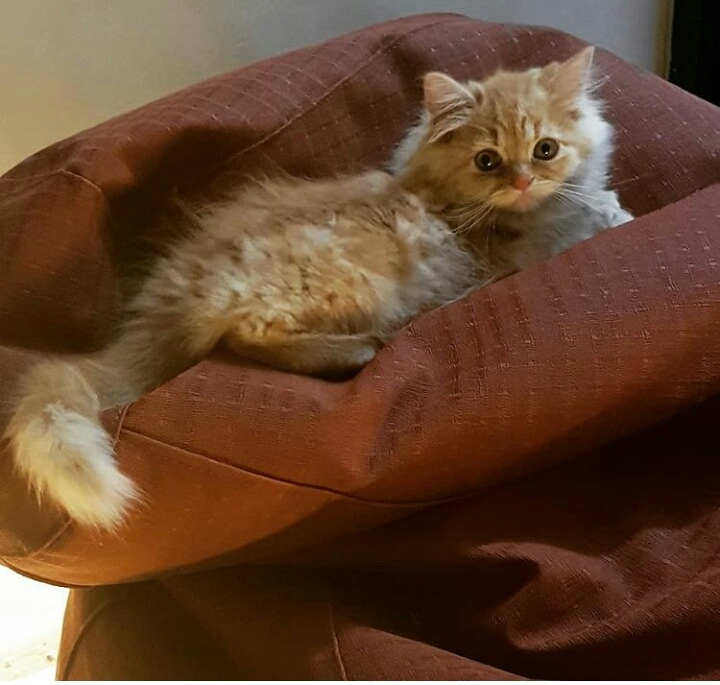 persian cat