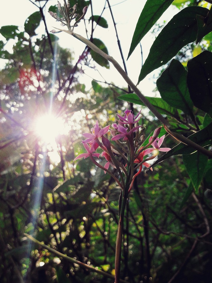 Flower