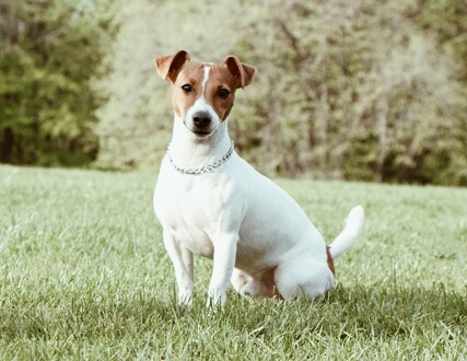 Jack russell