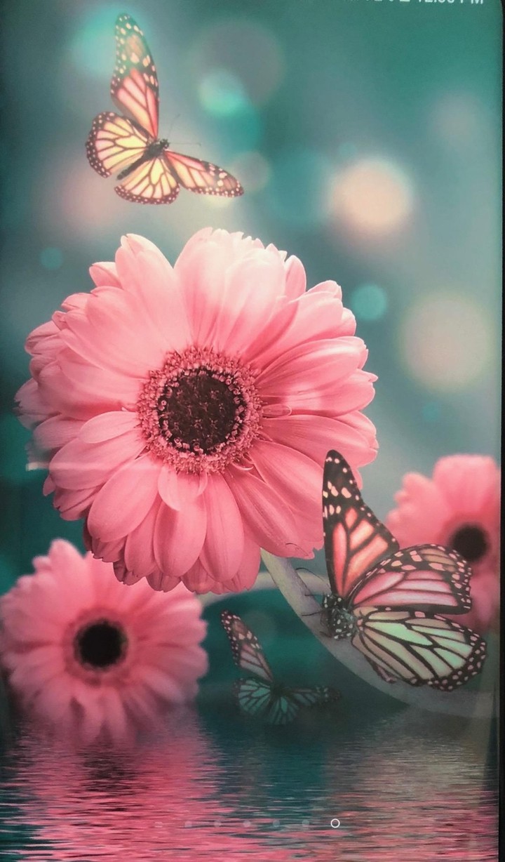 Flawers & Baterffys.