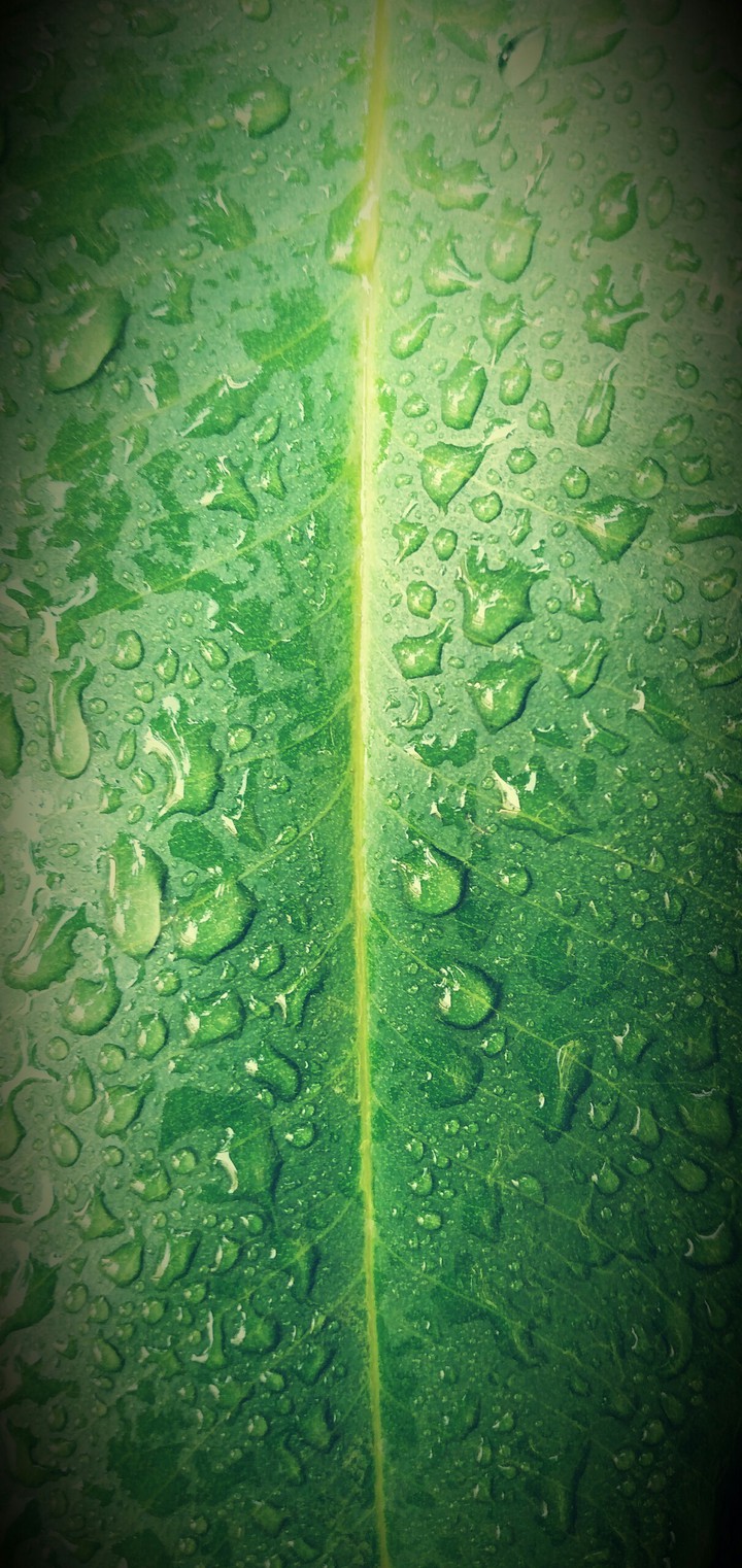 green beauty