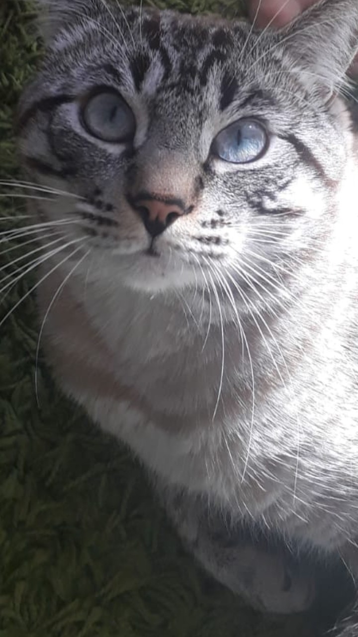 Котюня голубоглазый