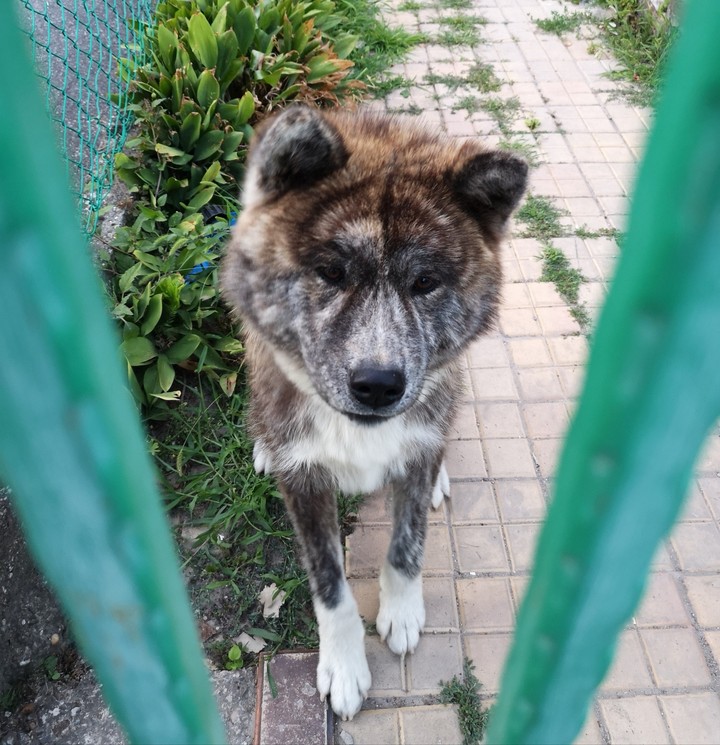 dog
