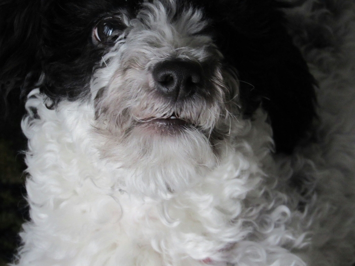 dog