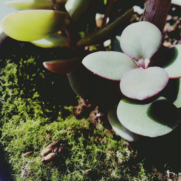 Nature