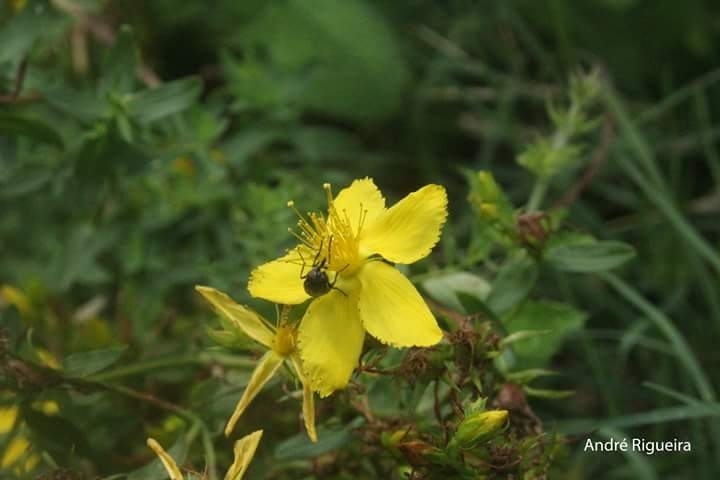 Yellow Flower