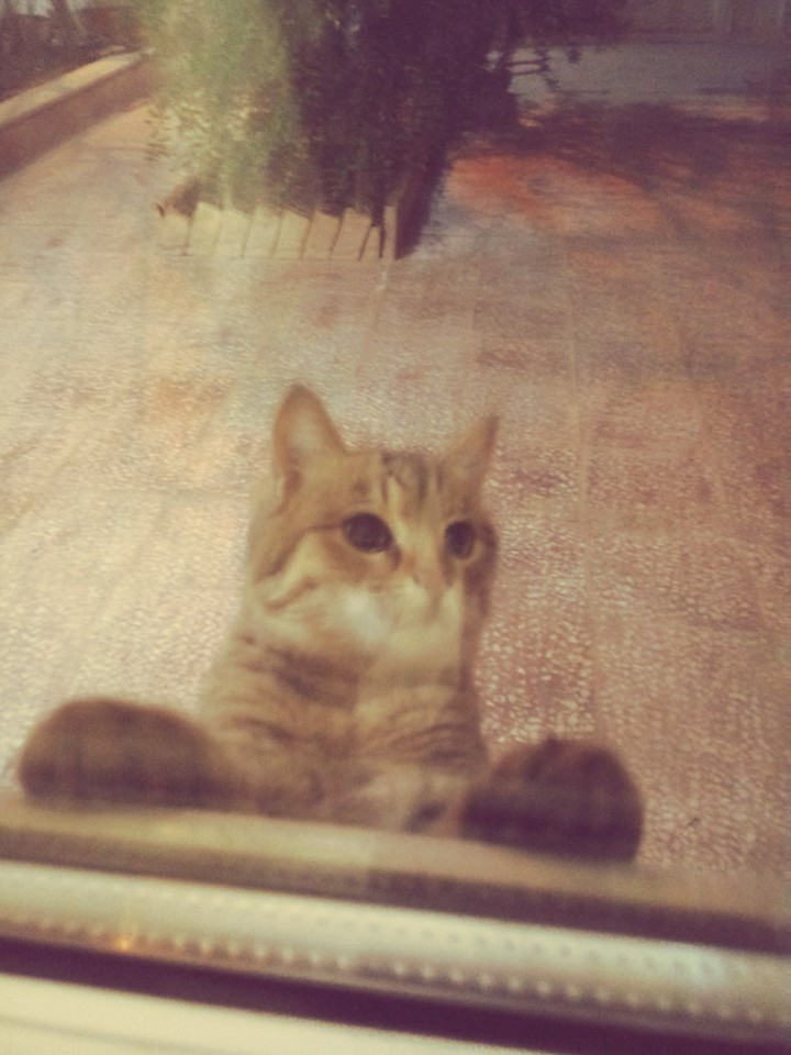 Curious cat