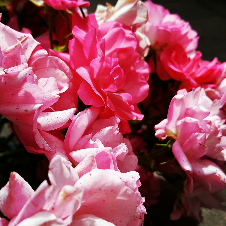 Roses