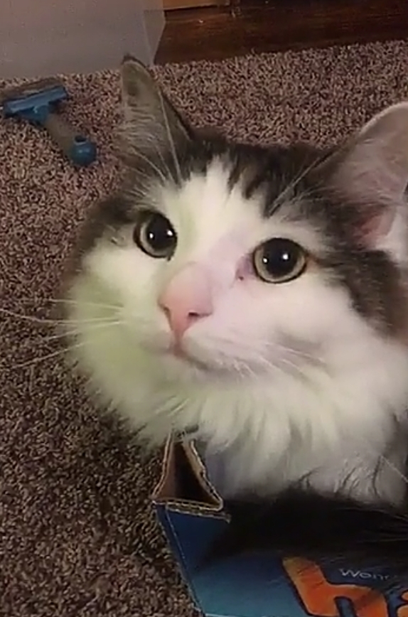 kitten