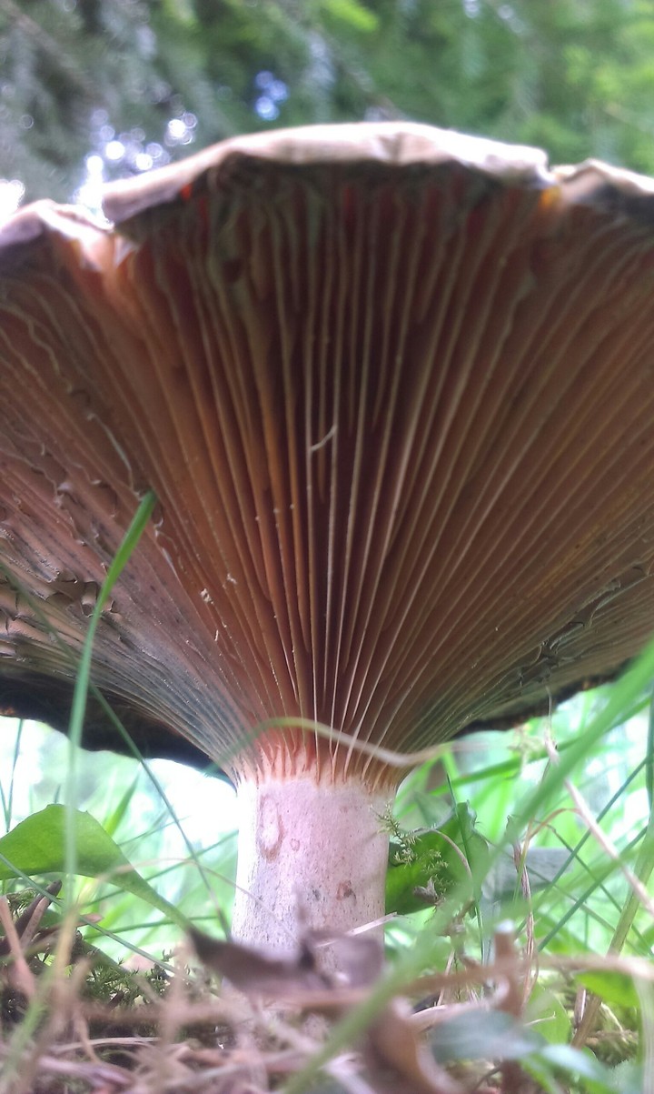 Mushroom tree