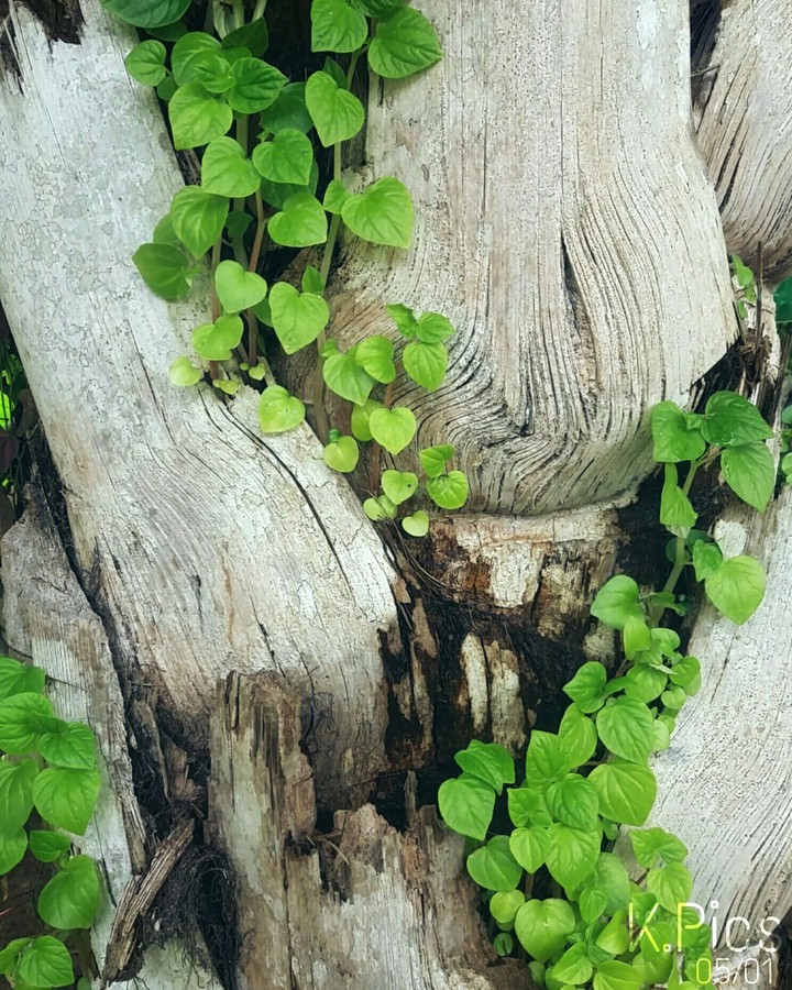 Yes, green