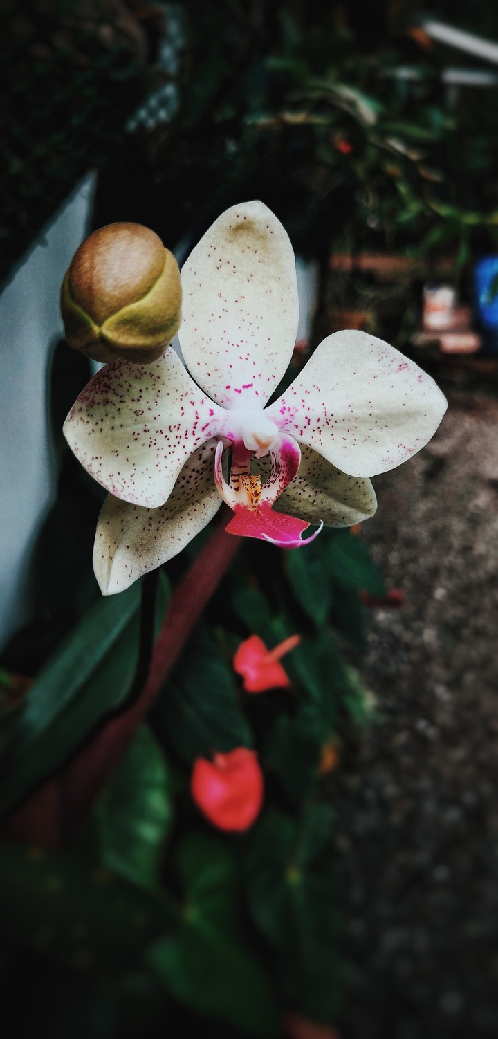 don't compare her to roses when she is clearly an orchid