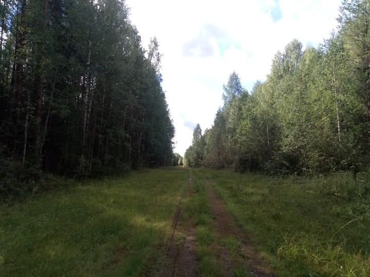 лес