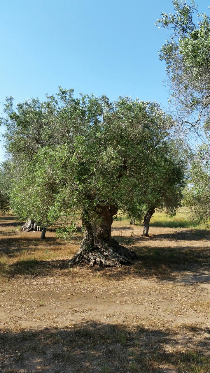 old olive tree