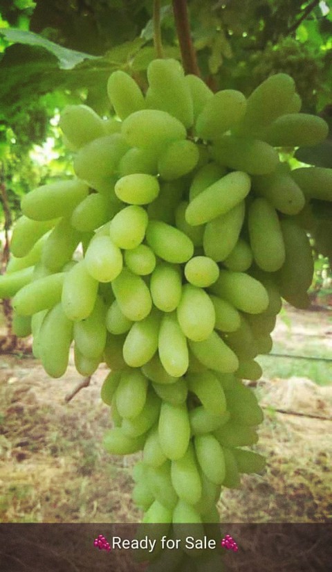 grapes