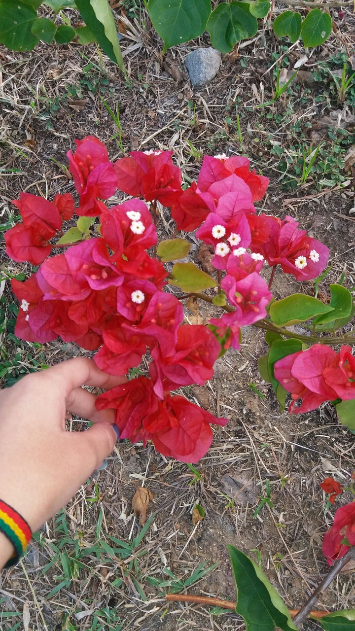 #rose
