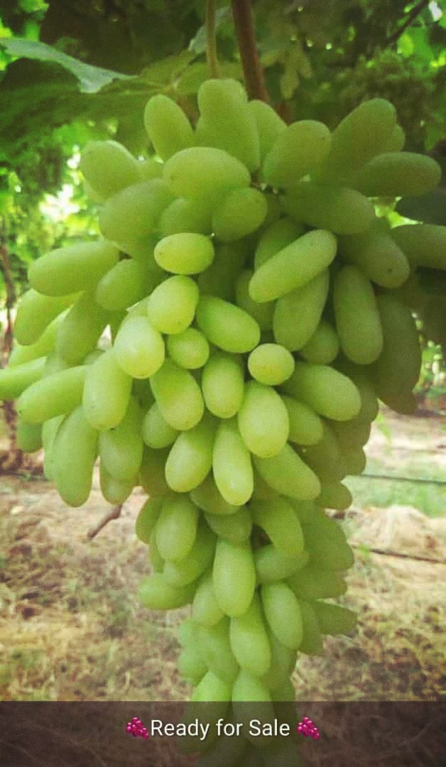 grapes