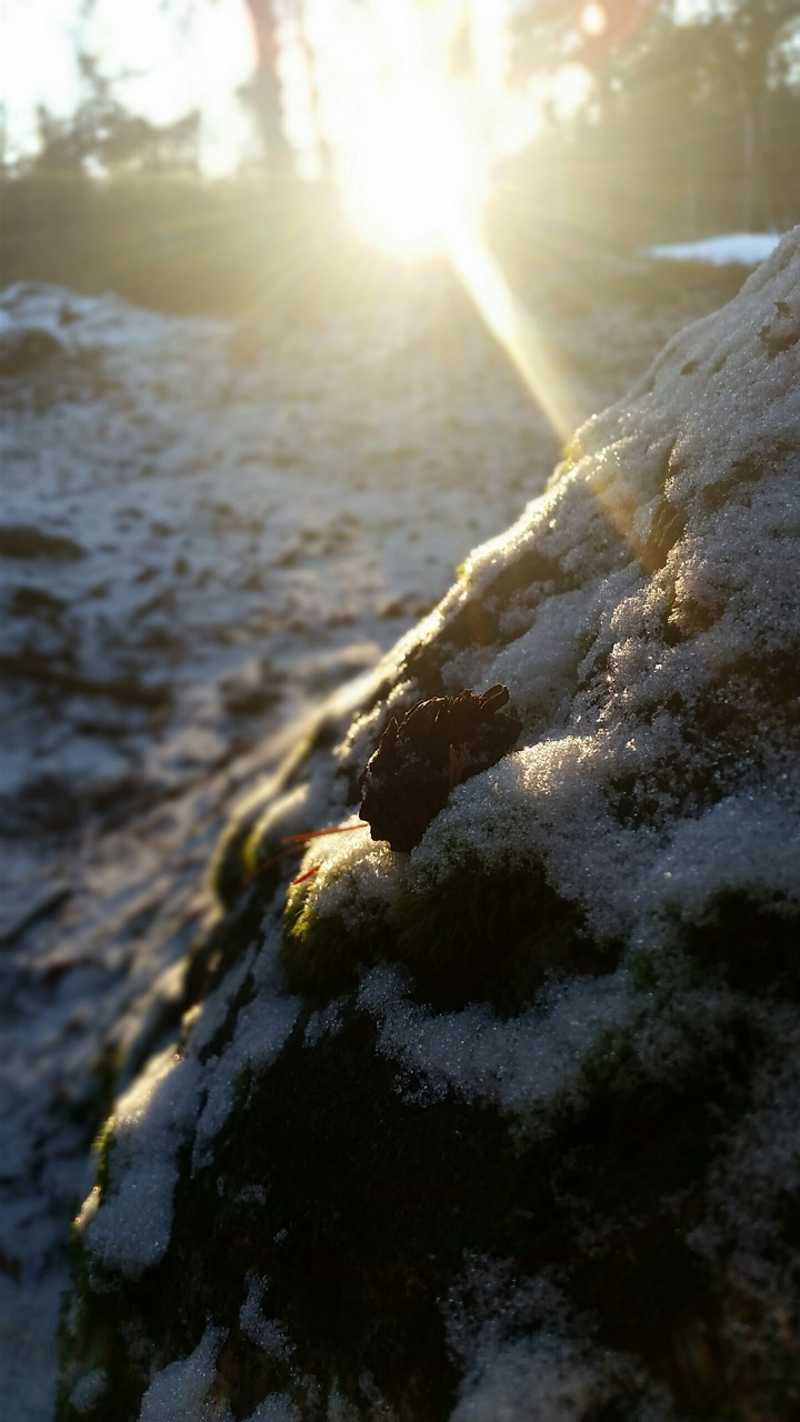 the rock, the pinecone and the sun...
