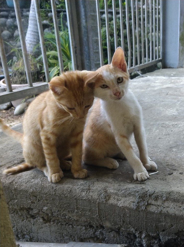 貓咪