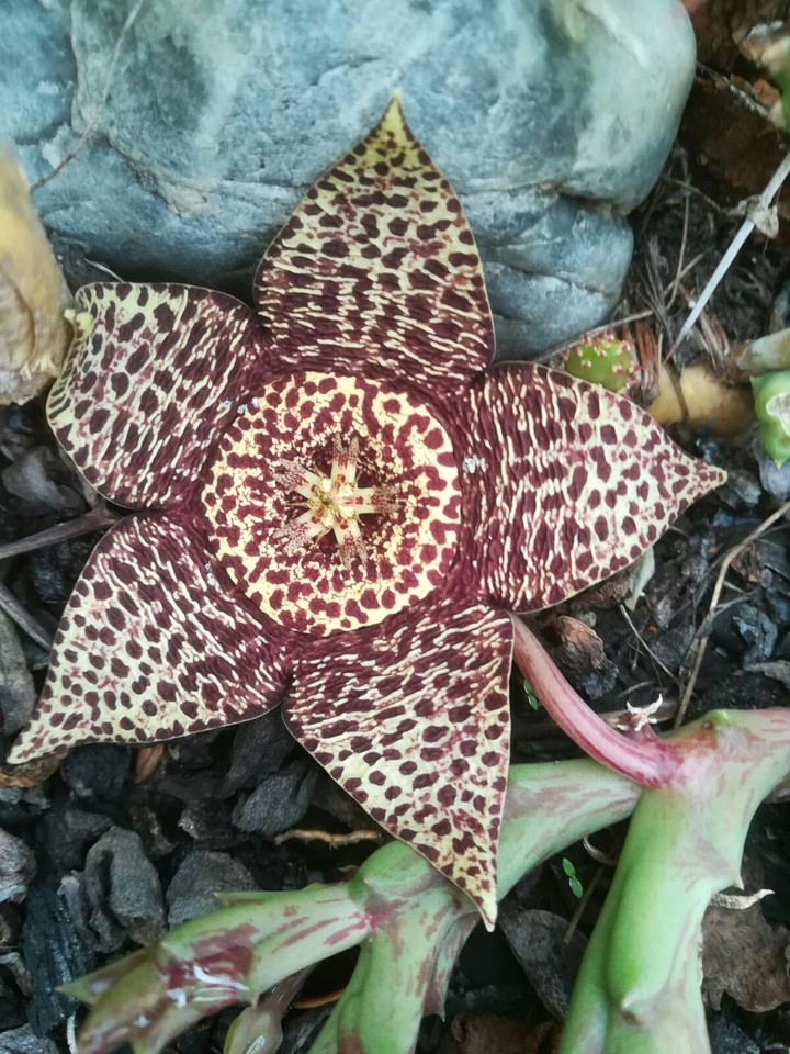 flor