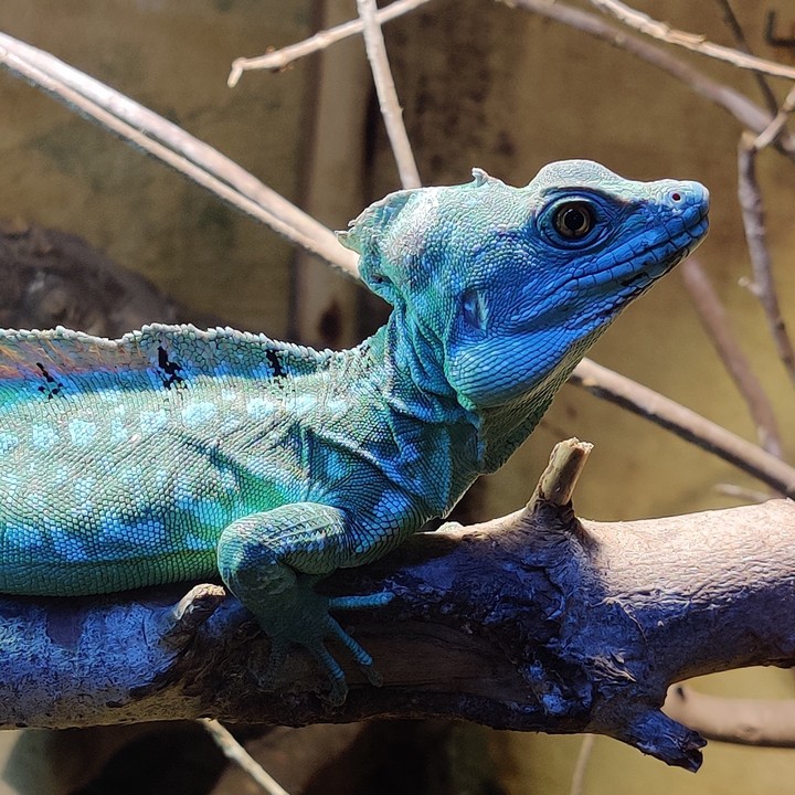 lizard