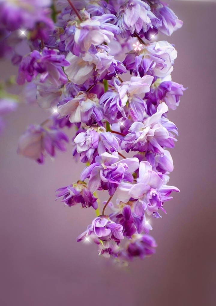 blossom