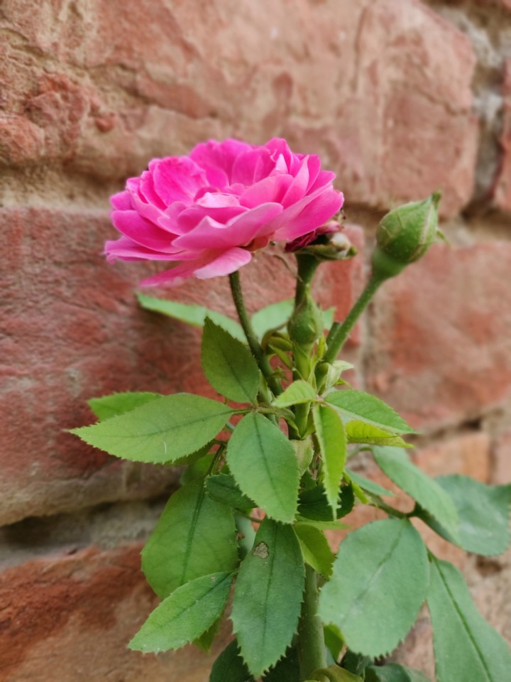 Pink Rose