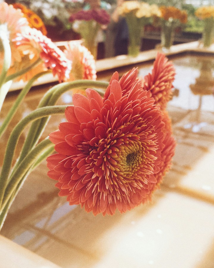 flowers