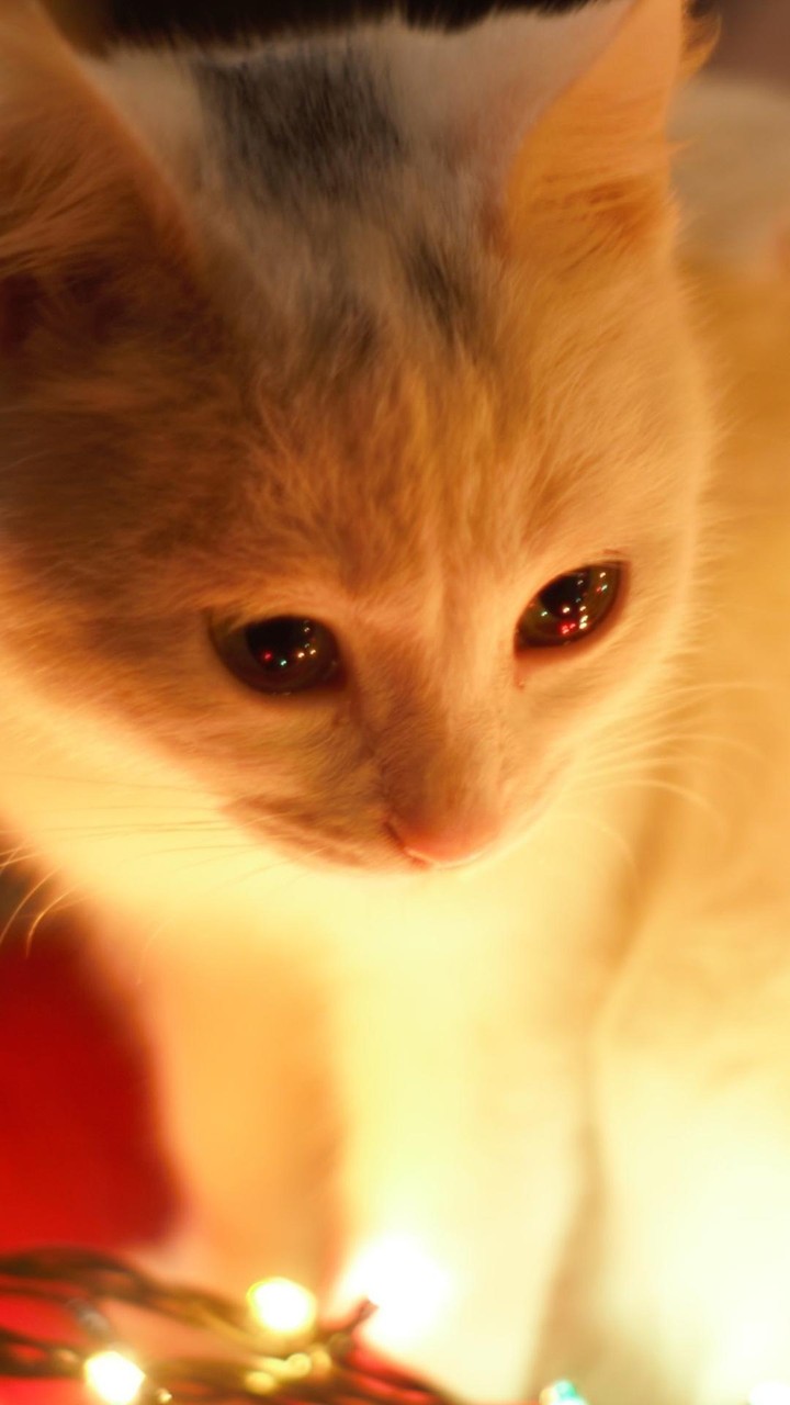 chat