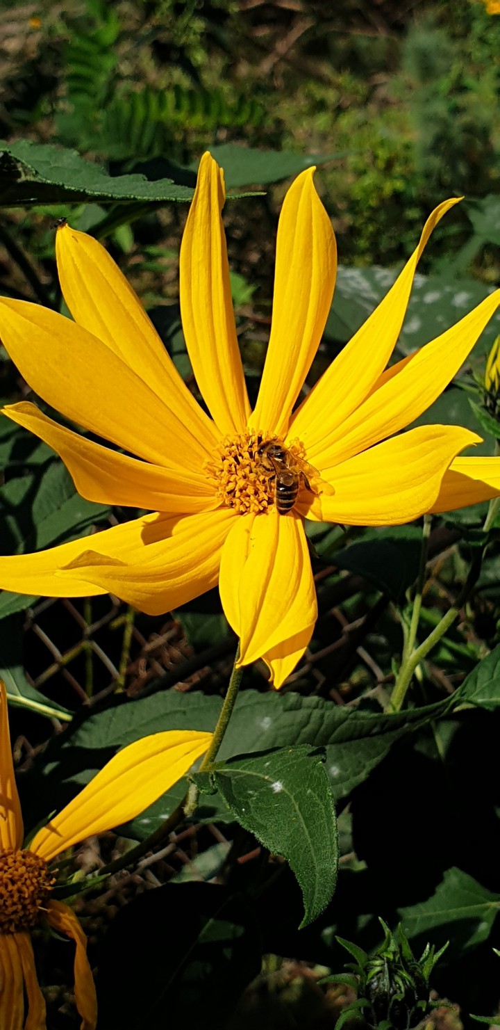 bee