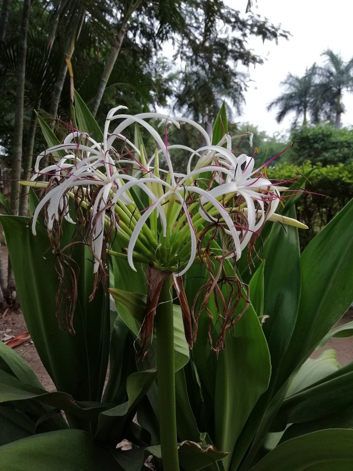 flowers