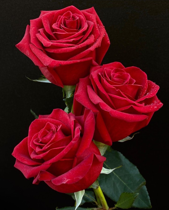 Three roses