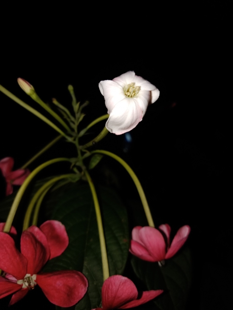 petal, flower Hintergrundbilder