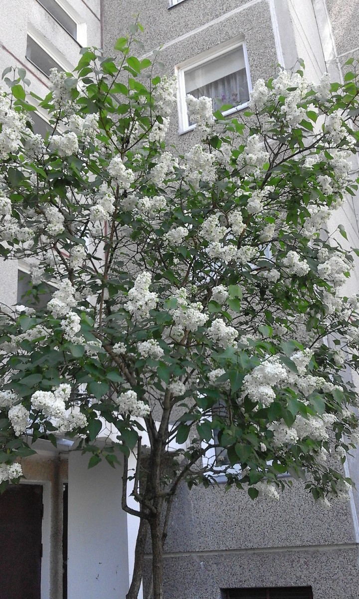 сирень