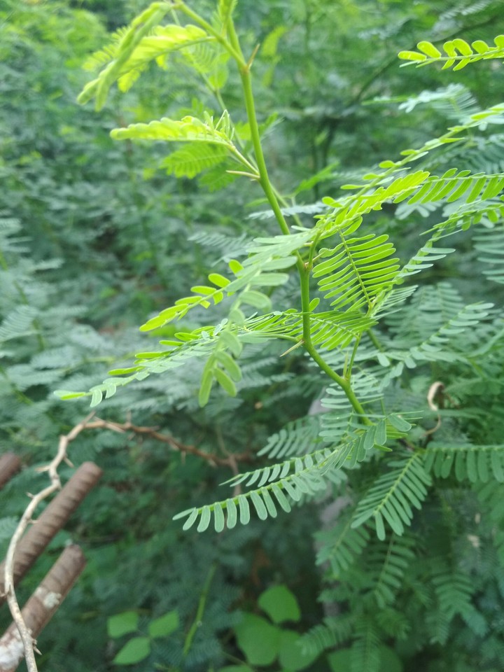 nature