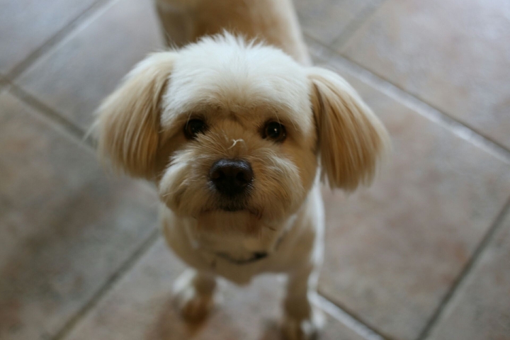 Puppy,animal