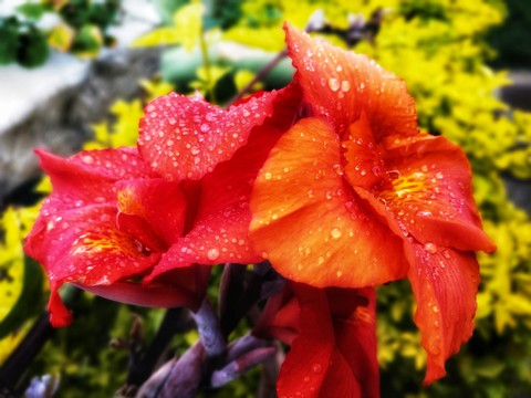 flowers